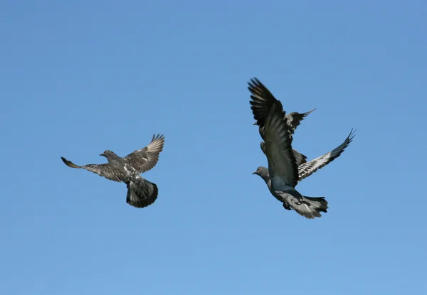 Pombos na natureza — Fotografia de Stock