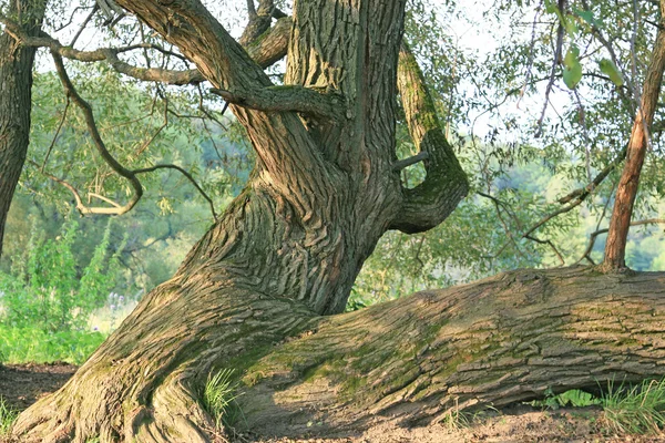 Oude boom — Stockfoto