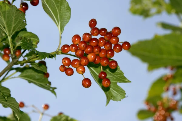 Berries of viburnum — Stock Photo, Image
