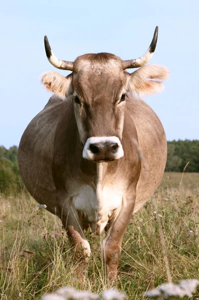 Lehmä — kuvapankkivalokuva