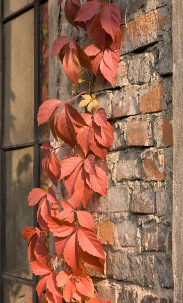 빨간 잎 — 스톡 사진