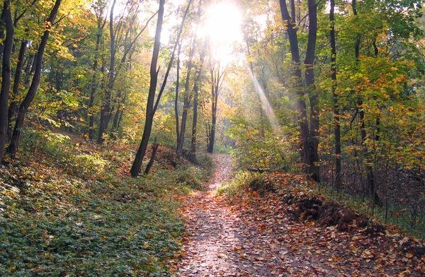 stock image Autumn in the park