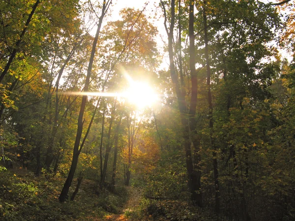 stock image Autumn in the park