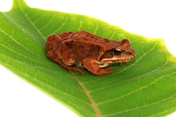 stock image Brown frog