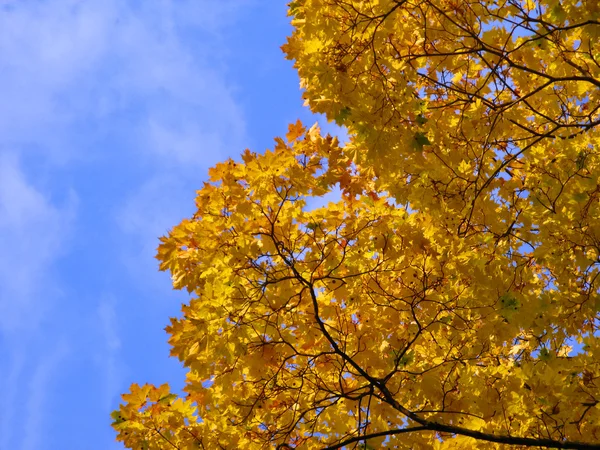 在秋天的枫树的叶子 — 图库照片