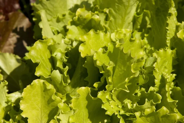 stock image Colorful lettuce leaves