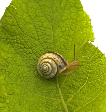 Snail clipart