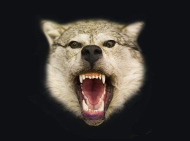 Northern wolf clipart