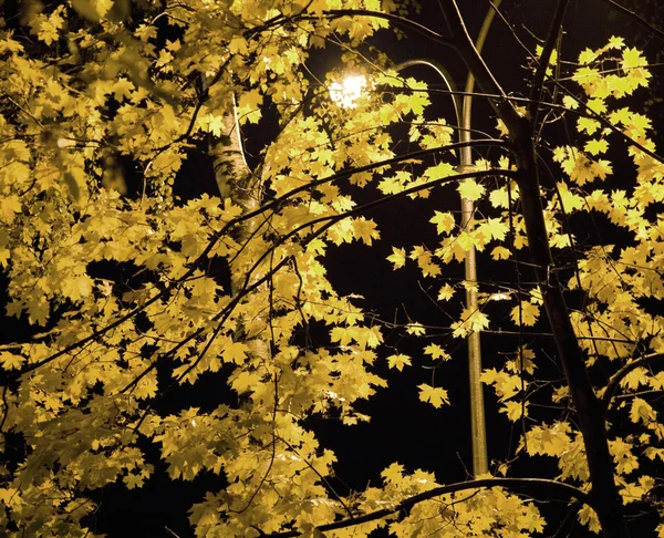 Foglie gialle di notte — Foto Stock