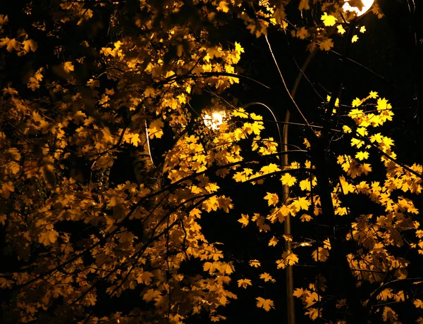 Foglie gialle di notte — Foto Stock