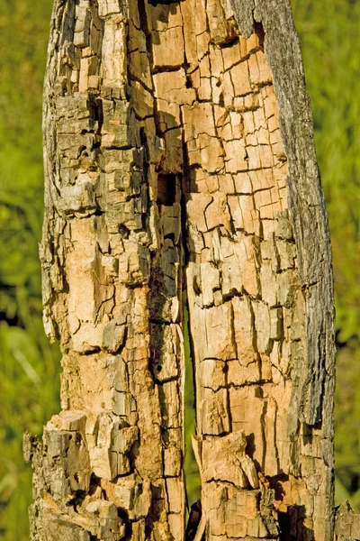 Çürük ve ayrıştırılmış meşe ağaç — Stok fotoğraf