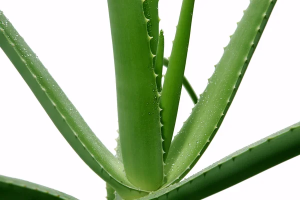 Aloe. — Stok fotoğraf