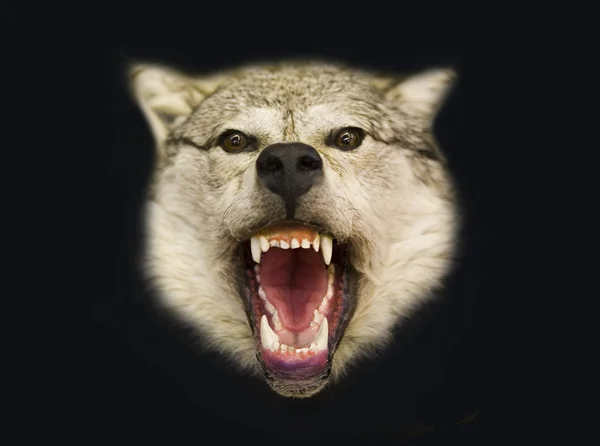 Βόρεια λύκος — Φωτογραφία Αρχείου