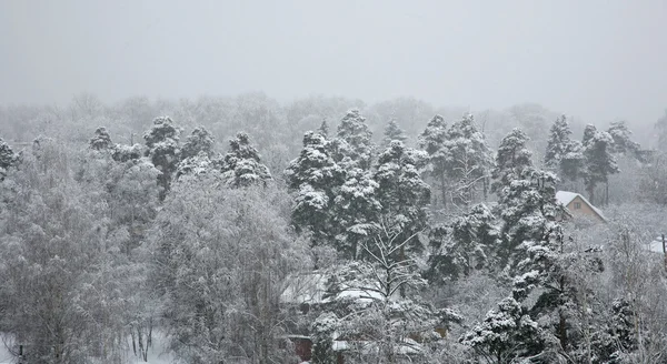 Snow-fall — Stock Photo, Image