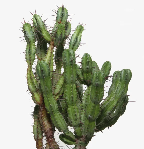 Cactus — Photo