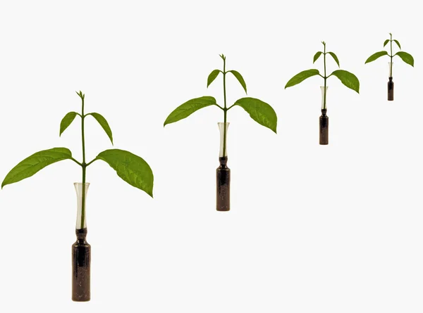 Új élet-klónok-növények — Stock Fotó