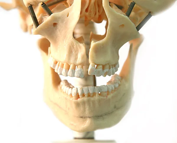 Modell av skalle — Stockfoto
