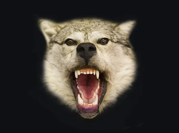 북부 늑대 로열티 프리 스톡 사진