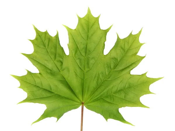 Yeşil akçaağaç yaprağı — Stok fotoğraf