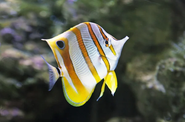 A trópusi zátony halak — Stock Fotó