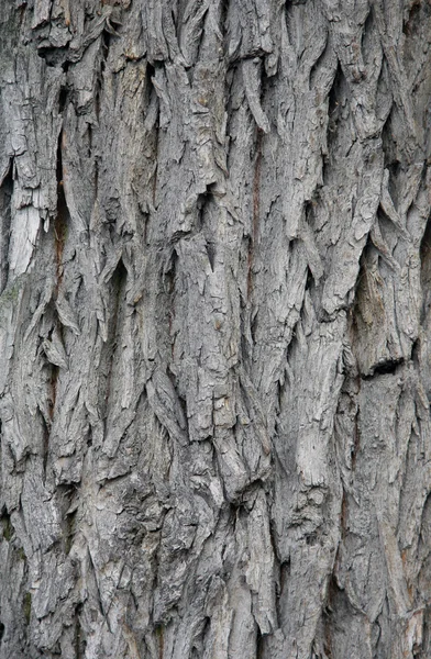 Rinde eines alten Baumes — Stockfoto