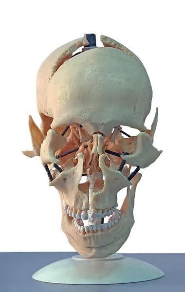 Model of skull — Stock Photo, Image