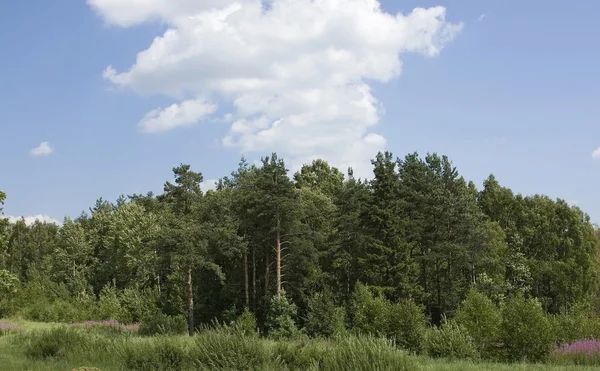 Krajobraz las — Zdjęcie stockowe