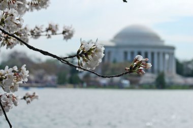 Jefferson Memorial