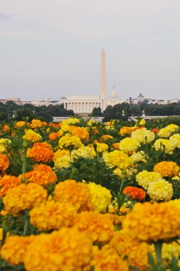 Washington DC Skyline