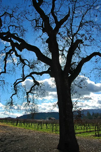 Kaliforniya şarap ülke — Stok fotoğraf