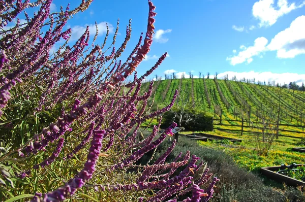 Pays vitivinicole Californie — Photo