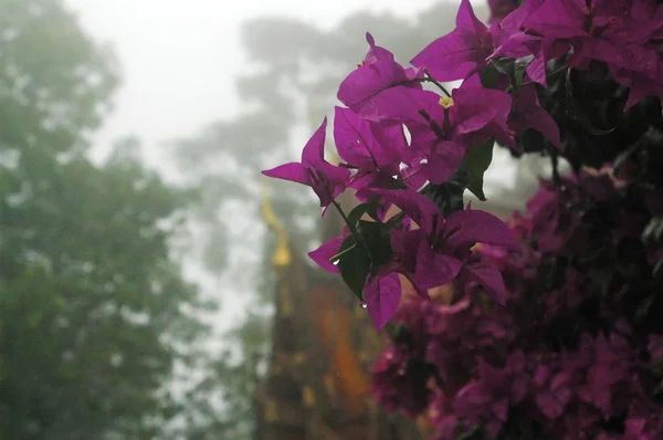 Ват Прат Дои Сутеп — стоковое фото