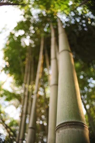 stock image Bamboo