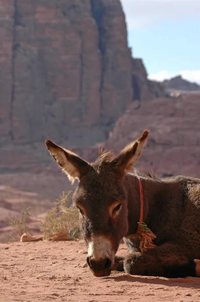 stock image Donkey