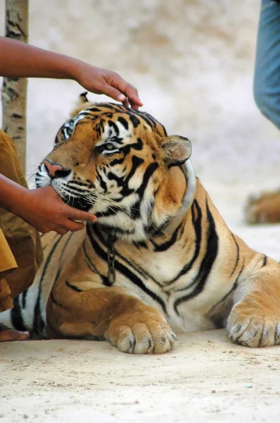 Tygrys świątyni — Zdjęcie stockowe