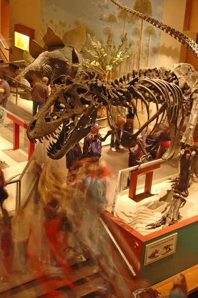 Museo de Historia Natural — Foto de Stock