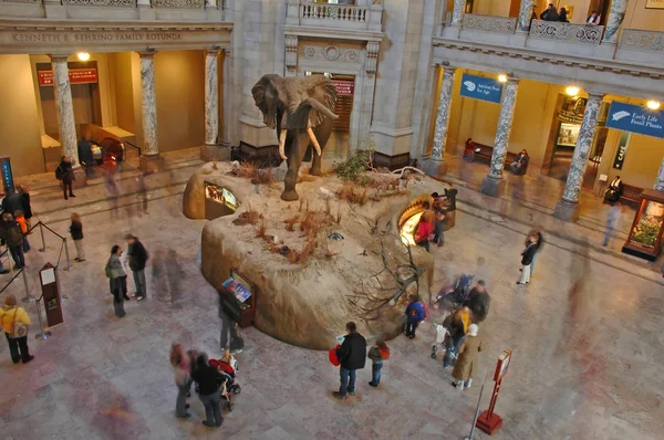Natuurhistorisch museum — Stockfoto