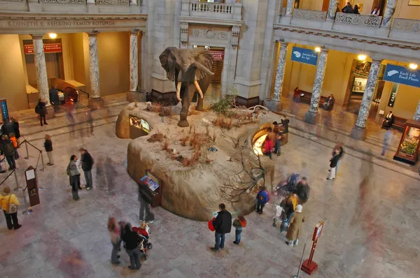 Museo de Historia Natural Imagen de archivo