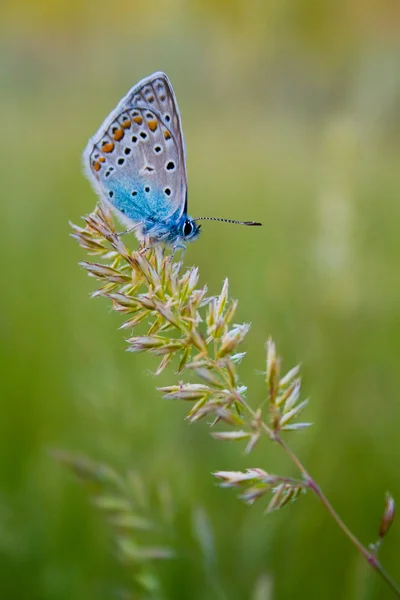 stock image The butterfly on a branch