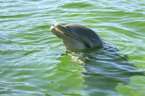 stock image Dolphin