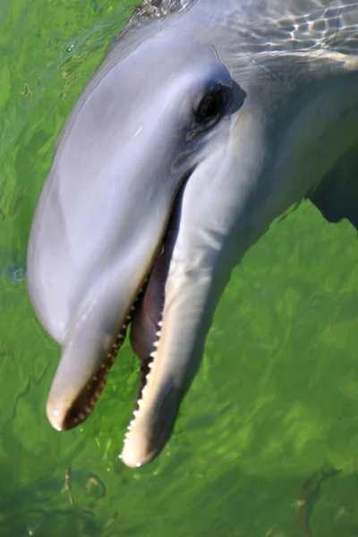 stock image Dolphin