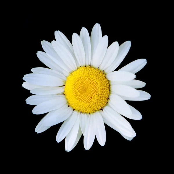 stock image Chamomile