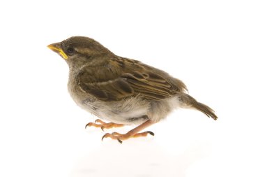 Sparrow clipart