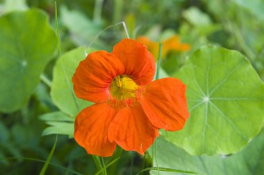 turuncu nasturtium