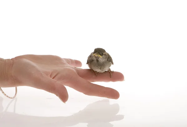 stock image Bird on the hand