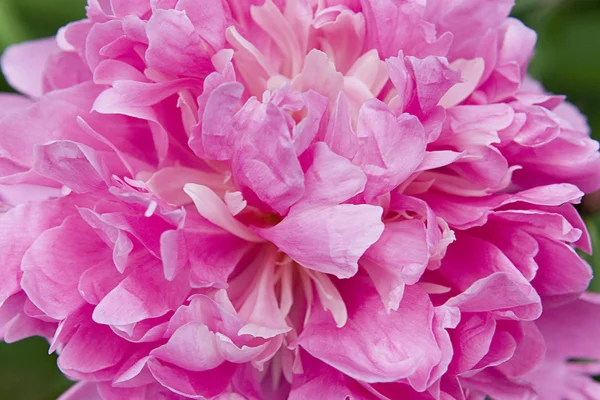 Blossoming pink peony — Stock Photo, Image
