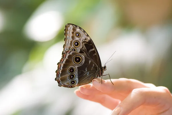 Butterfly on human hand — Stock Photo, Image