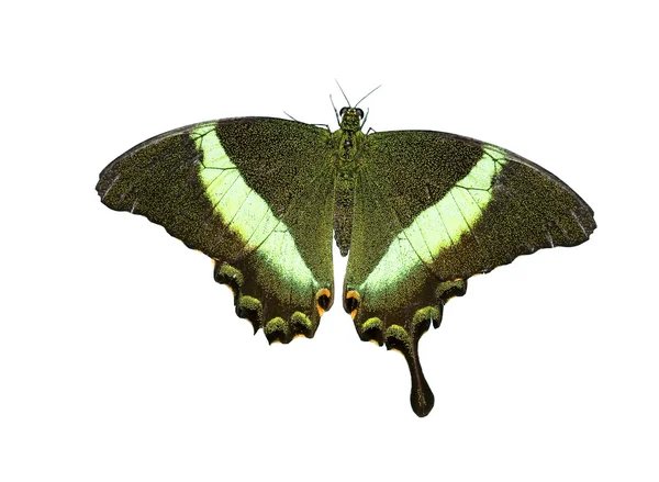Black with green butterfly — Stock Photo, Image
