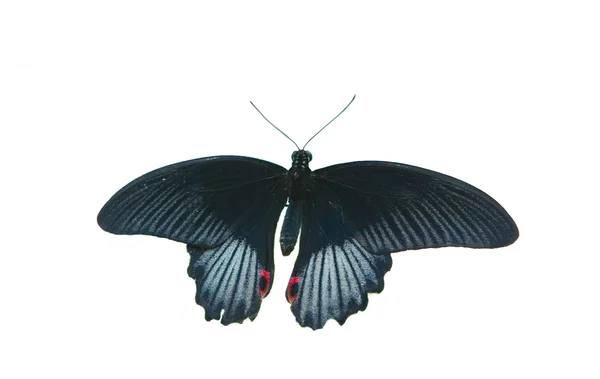 Siyah kelebek — Stok fotoğraf