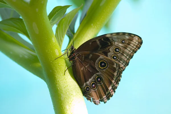 Motýl na stonku — Stock fotografie
